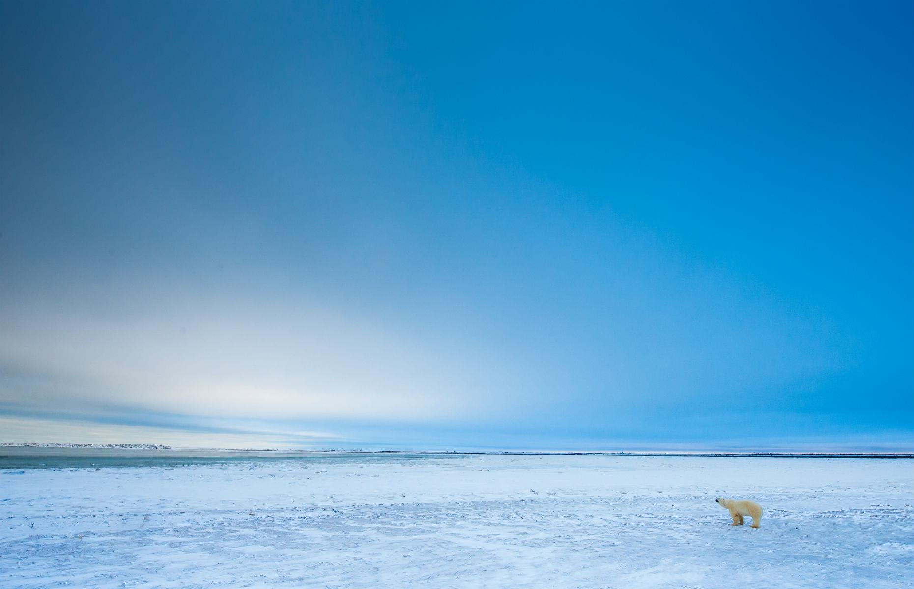 Polar Bears in the Arctic